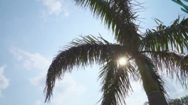 Sakin bir ruh hali, mavi gökyüzüne karşı tropikal bir palmiye manzarası, palmiye dallarının arasından gün ışığının ışınları..