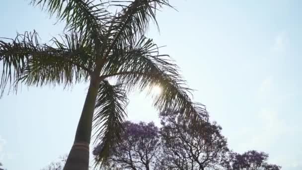 Vista tropical de una palmera contra un cielo azul, vista de los rayos del sol a través de las ramas de una palmera, humor tranquilo. — Vídeos de Stock