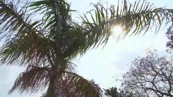 Vista tropical de una palmera contra un cielo azul, vista de los rayos del sol a través de las ramas de una palmera, humor tranquilo. — Vídeos de Stock