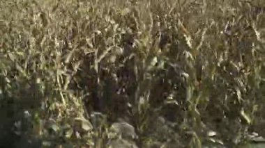 Tarım, hasat aracı mısırı kaldırır, tarlayı görür, hasat süreci, hasat kabininden birinci şahıs görüntüsü..