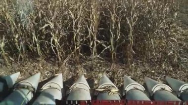 Tarım, hasat aracı mısırı kaldırır, tarlayı görür, hasat süreci, hasat kabininden birinci şahıs görüntüsü..