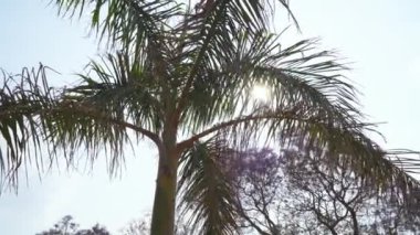 Mavi gökyüzüne karşı tropikal bir palmiye manzarası, palmiye dallarının arasından gün ışığının ışınları, sakin bir ruh hali..