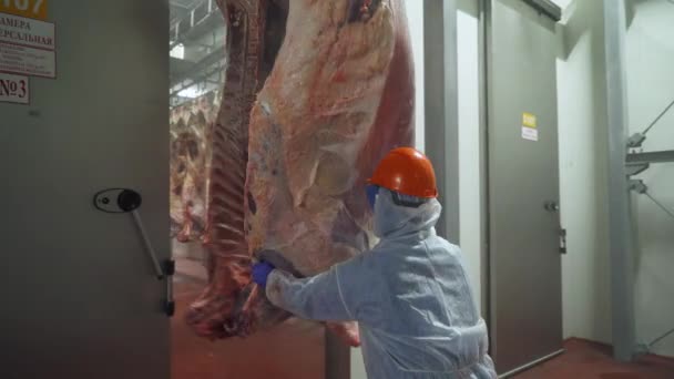 Παραγωγή κρέατος και βιομηχανία τροφίμων, ο εργαζόμενος μετακινεί ένα σφάγιο κρεατοπαραγωγής σε μια αποθήκη, μονάδα επεξεργασίας κρέατος, πίσω όψη. — Αρχείο Βίντεο