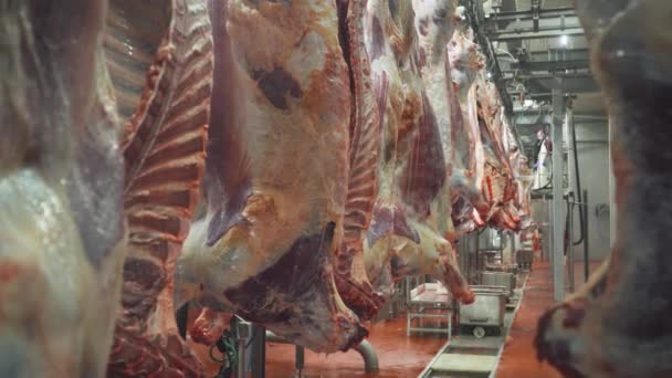 Production de viande et industrie alimentaire, vue des carcasses suspendues de boeufs sur une chaîne de production d'une usine de viande. — Video