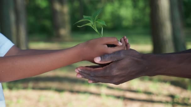 Ratując naturę, młoda afrykańska samica przekazuje małą roślinkę mężczyźnie, zbliżenie na dłoniach, metaforyczne działanie, natura jest w naszych rękach, 4k zwolnione tempo. — Wideo stockowe