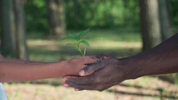 Salvare la natura, l'uomo africano e la donna tengono insieme una piccola pianta di fiori nelle sue mani, un primo piano sulle mani, un'azione metaforica, la natura è nelle nostre mani. — Video Stock