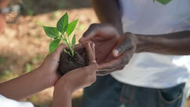 Salvare la natura, giovane volontaria africana dona una pianta ad un uomo, un primo piano sulle sue mani, un'azione metaforica, la natura è nelle nostre mani. — Video Stock