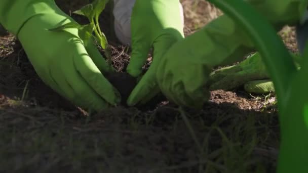 Eco-activistas plantando plantas, trabajo voluntario para la conservación de la naturaleza, plantando plantas en el campo. — Vídeos de Stock