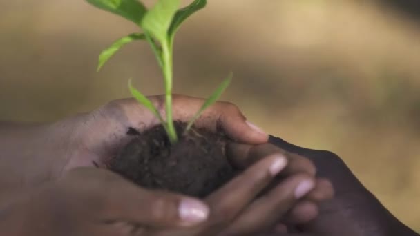 Caring for nature, african man and female holds a small flower plant in her hands together, a close-up on hands, metaphorical action, nature is in our hands. — Stock Video