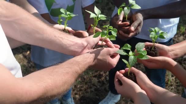 Enverdeciendo el planeta, un grupo de voluntarios y eco-activistas sostiene en sus manos una pequeña planta de árboles, un primer plano en las manos, acción metafórica, la naturaleza está en nuestras manos, salvando la naturaleza, 4k cámara lenta. — Vídeo de stock