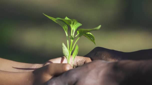 Caring for nature, african man and female holds a small flower plant in her hands together, a close-up on hands, metaphorical action, nature is in our hands. — Stock Video
