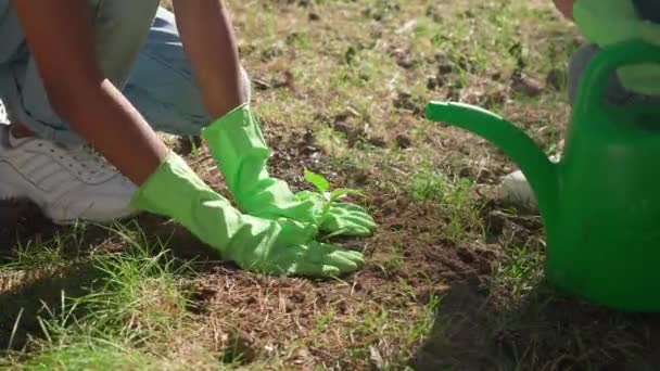 Женщины-эко-активистки сажают растения, выполняют волонтерскую работу по охране природы, озеленению природы. — стоковое видео