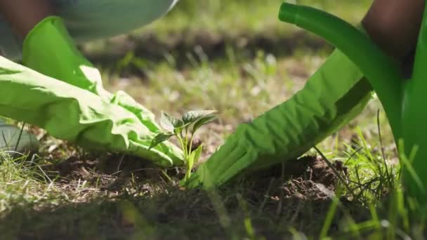 Ecologistas africanos plantando plantas, trabajo voluntario para la conservación de la naturaleza, plantando plantas en el campo. — Vídeo de stock