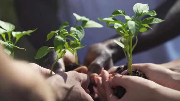 Skupina dobrovolníků a ekologických aktivistů drží v rukou malé stromky rostlin, zeleň planety, detailní záběr na ruce, metaforické akce, příroda je v našich rukou, zachraňuje přírodu. — Stock video