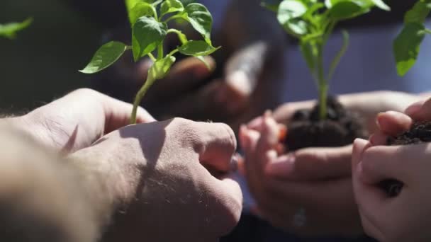 Un grupo de voluntarios tiene en sus manos un pequeño árbol de plantas, ecologizando el planeta, un primer plano en las manos, acción metafórica, la naturaleza está en nuestras manos, salvando la naturaleza. — Vídeo de stock