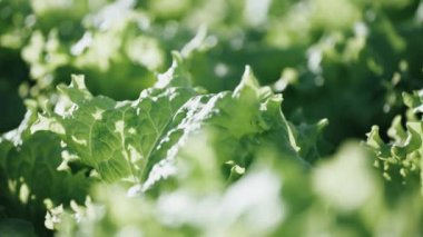 Serada güneşli bir gün, yakında büyüyen marul, sığ alan derinliği, güneş parlaması.