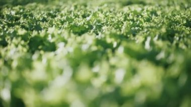 Serada güneşli bir gün, yakında büyüyen marul, sığ alan derinliği, güneş parlaması.