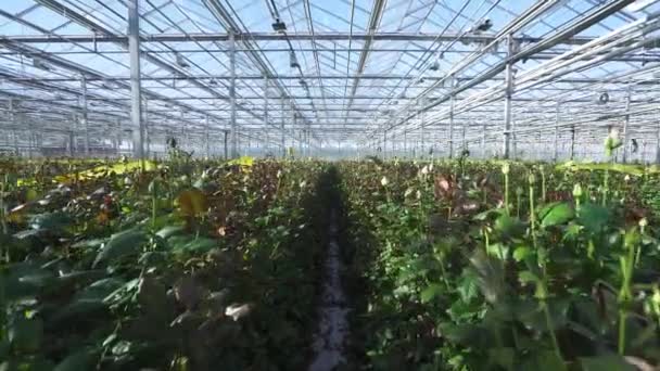 Nature, camera spans through wild rose bushes, view of flowers roses inside the glass greenhouse, wide angle indoors. — Stock Video