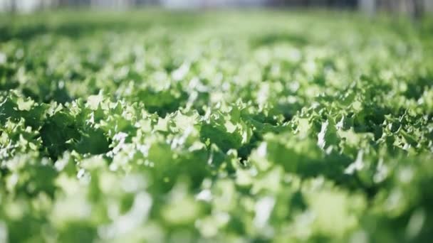 Sunny day in a greenhouse, growing lettuce close-up, shallow depth of field, sun glare. — Stock Video