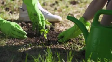 Doğayı kurtarmak, eko-aktivistler bitki ekmek, doğa koruma için gönüllü çalışmak, tarlada bitki ekmek..