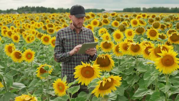 Een boer man staat op het gebied van zonnebloemen en werkt op een scherm tablet, het onderzoeken van planten, ecoloog man analyseert de groei van zonnebloemen. — Stockvideo