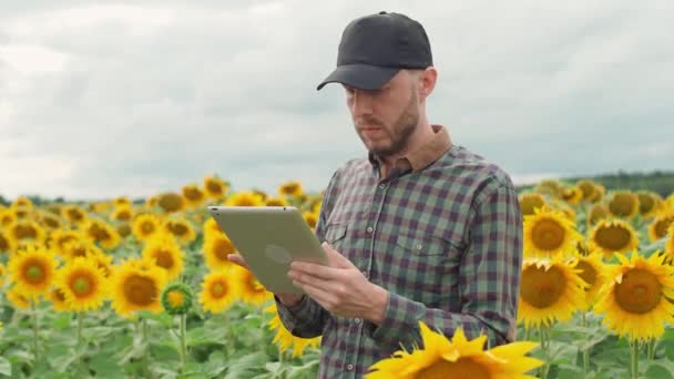 Boer man staat op het gebied van zonnebloemen en werkt op een scherm tablet, het onderzoeken van planten, ecoloog man analyseert de groei van zonnebloemen. — Stockvideo