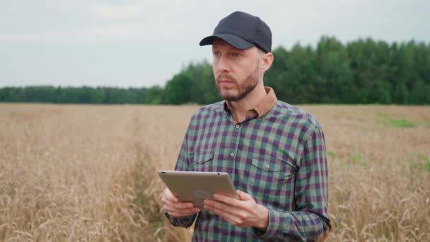 Landbouw, boer man staat op het gebied van rogge en werkt op een scherm tablet, onderzoek planten, ecoloog man analyseert de groei en rijping van de plant. — Stockvideo