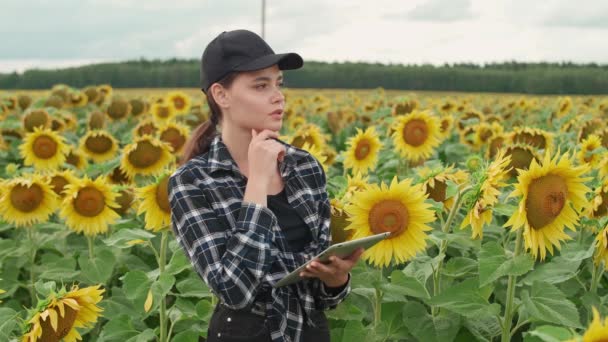 Agricola femminile si trova nel campo dei girasoli e lavora su una tavoletta schermo, controlla il raccolto, donna ecologista analizza la crescita dei girasoli, 4k rallentatore. — Video Stock