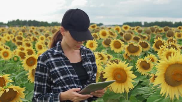 Vrouwelijke boer staat op het gebied van zonnebloemen en werkt op een scherm tablet, controleert de oogst, ecoloog vrouw analyseert de groei van zonnebloemen, 4k Slow motion. — Stockvideo