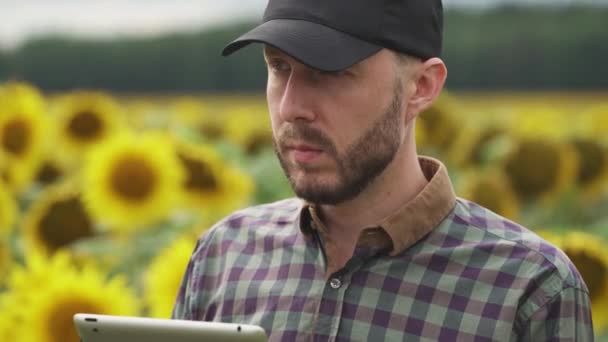Portret, rolnik stoi na polu słoneczników i pracuje na ekranie tabletu, badając rośliny, Ekolog człowiek analizuje wzrost i dojrzewanie słoneczników, Handheld. — Wideo stockowe