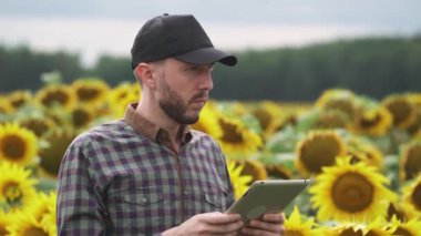 Çiftçi adam ayçiçeği tarlasında duruyor ve ekran tableti üzerinde çalışıyor, bitkileri araştırıyor, ekolojist adam ayçiçeklerinin büyümesini inceliyor,.