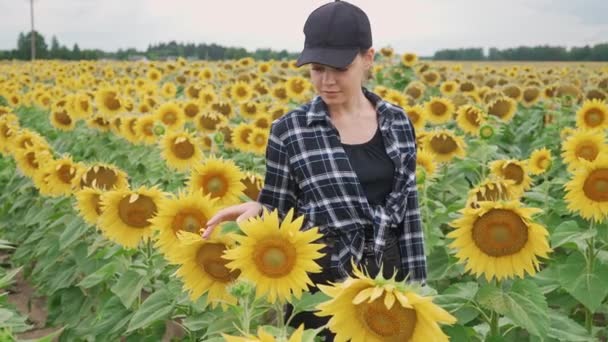 Platteland, vrouwelijke boer loopt door een veld van zonnebloemen en loopt haar hand over de gele bloemen, 4k Slow motion. — Stockvideo