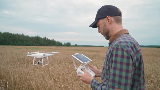 Man farmer control the quadcopter while standing in the field of rye, ecologist analyzes the growth and ripening of rye. — Stock Video