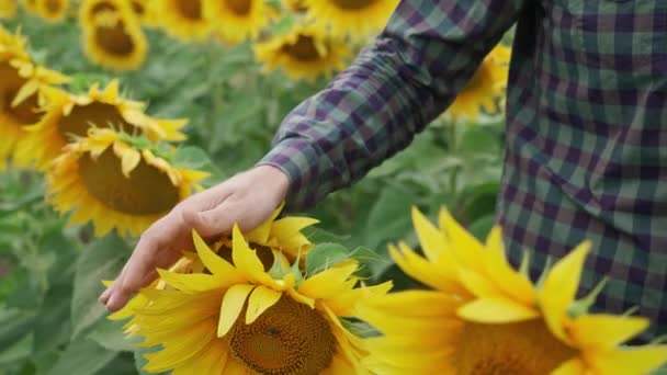 Primer plano en las manos, hombre agricultor camina a través de un campo de girasoles y pasa su mano sobre las flores amarillas, 4k cámara lenta. — Vídeos de Stock
