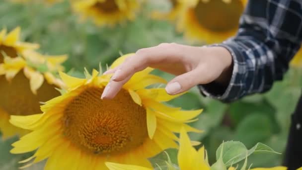Countryside, perempuan petani berjalan melalui bidang bunga matahari dan berjalan tangannya di atas bunga-bunga kuning, close-up di tangan, 4k Lambat gerak. — Stok Video