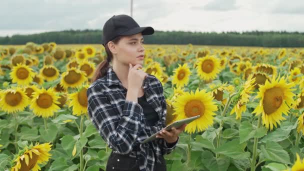Agricultora se encuentra en el campo de los girasoles y trabaja en una tableta de pantalla, comprueba la cosecha, mujer ecologista analiza el crecimiento de los girasoles. — Vídeos de Stock