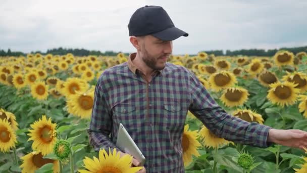 Campo, un hombre agricultor camina a través de un campo de girasoles y pasa su mano sobre las flores amarillas, ecologista hombre comprueba el crecimiento y la maduración de los girasoles, 4k cámara lenta. — Vídeo de stock