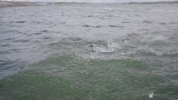 Triatleta resistente em um terno de mergulho borboleta em águas abertas, um atleta treina no mar antes de uma competição de triatlo, 4k super câmera lenta. — Vídeo de Stock