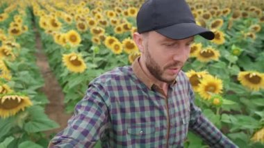 Kırsal kesimde, çiftçi adam ayçiçeği tarlasında yürür ve kendi videosunu çeker, video blogcusu sosyal ağ için ayçiçeği hasadını anlatır, çiftçi selfie çeker.