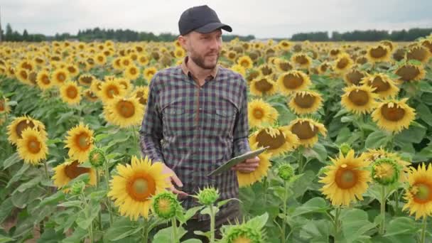 Platteland, man boer loopt door een veld van zonnebloemen en loopt haar hand over de gele bloemen, ecoloog man controleert de groei en rijping van zonnebloemen, 4k Slow motion. — Stockvideo