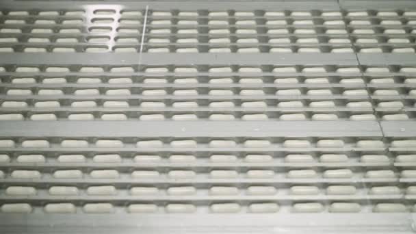 Produkcja leków i leków, duża liczba kapsułek w ruchu, białe tabletki na przenośniku, leki na linii produkcyjnej. — Wideo stockowe