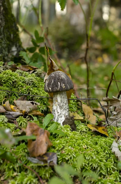 Las Borowik grzyb — Zdjęcie stockowe