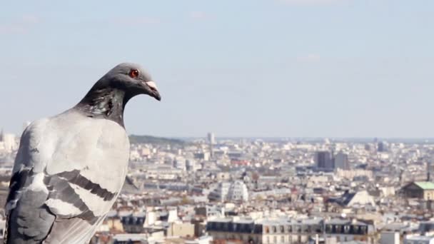 Panoramablick auf Montmartre und Paris mit Vogel im Vordergrund — Stockvideo