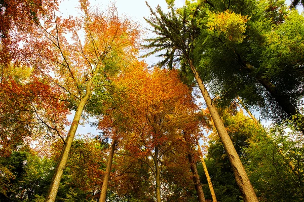 Colore caduta — Foto Stock