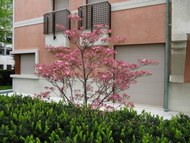 Treviso Veneto bölgesinde bir sokakta bahar çiçekleri. 29 Nisan 2013