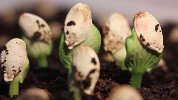 Gotas de lluvia cayendo sobre plantas pequeñas — Vídeos de Stock