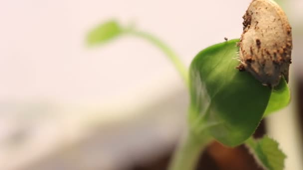 Plantas Crecimiento Timelapse — Vídeo de stock