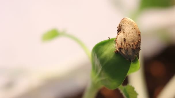 Plantas Crecimiento Timelapse — Vídeo de stock