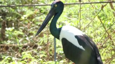 Asya siyah boyunlu leylek