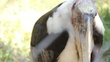 Leptoptilus Marabou kuş